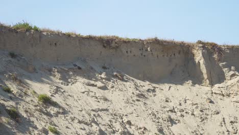 Close-up-on-some-Swallow-nests-in-the-white-beach-slope,-steady-camera,-swallows-flying-around-their-nests