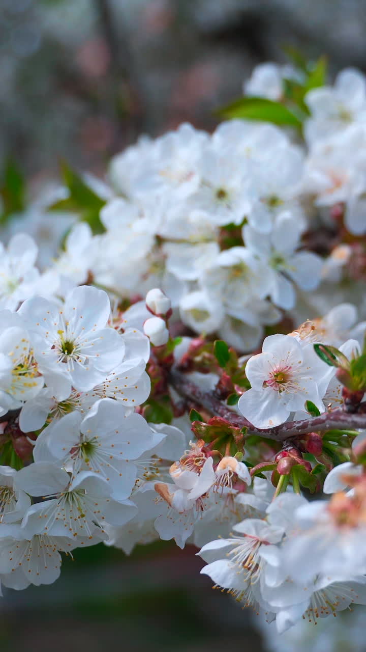 Flowering cherry branch in the wind in the sun. White cherry flowers with green leaves. Vertical video