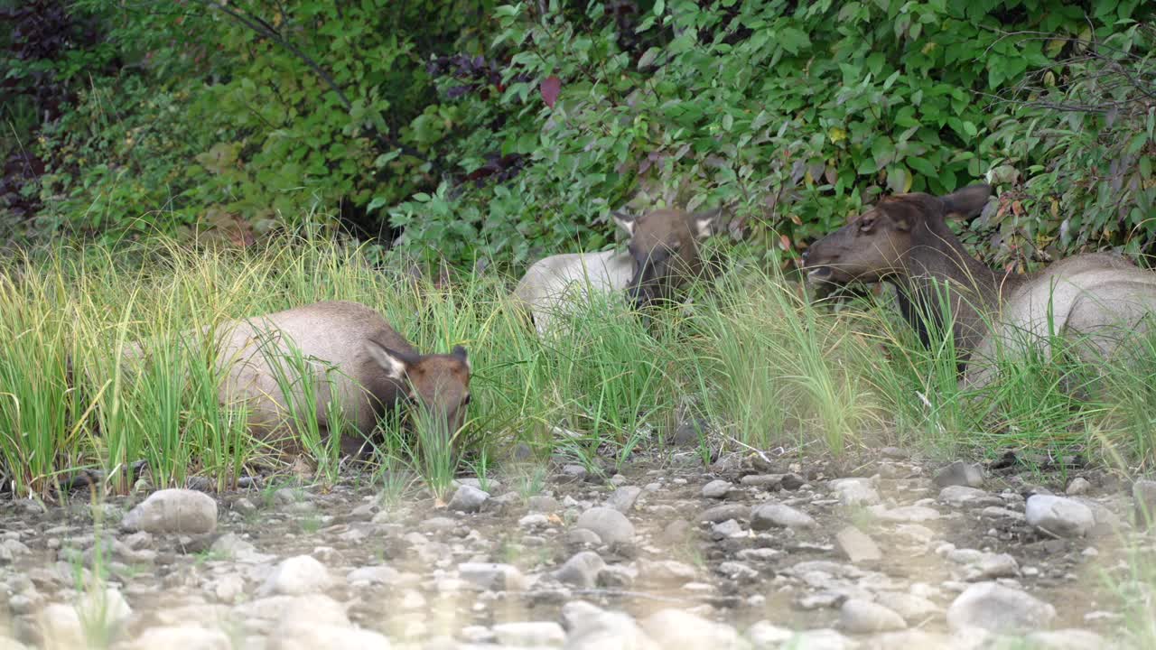 Herd of Elk lying down in the grass in the forest.