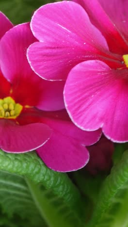 garden primrose flowers blossom