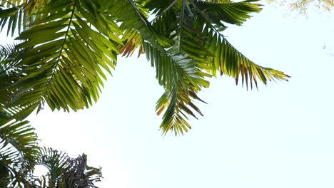 dando vueltas debajo de las palmeras, en un día soleado, en khao lak, tailandia