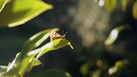Butterfly-flying-away-from-a-small-leaf-in-slow-motion