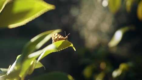 butterfly flying away from a small leaf in slow motion