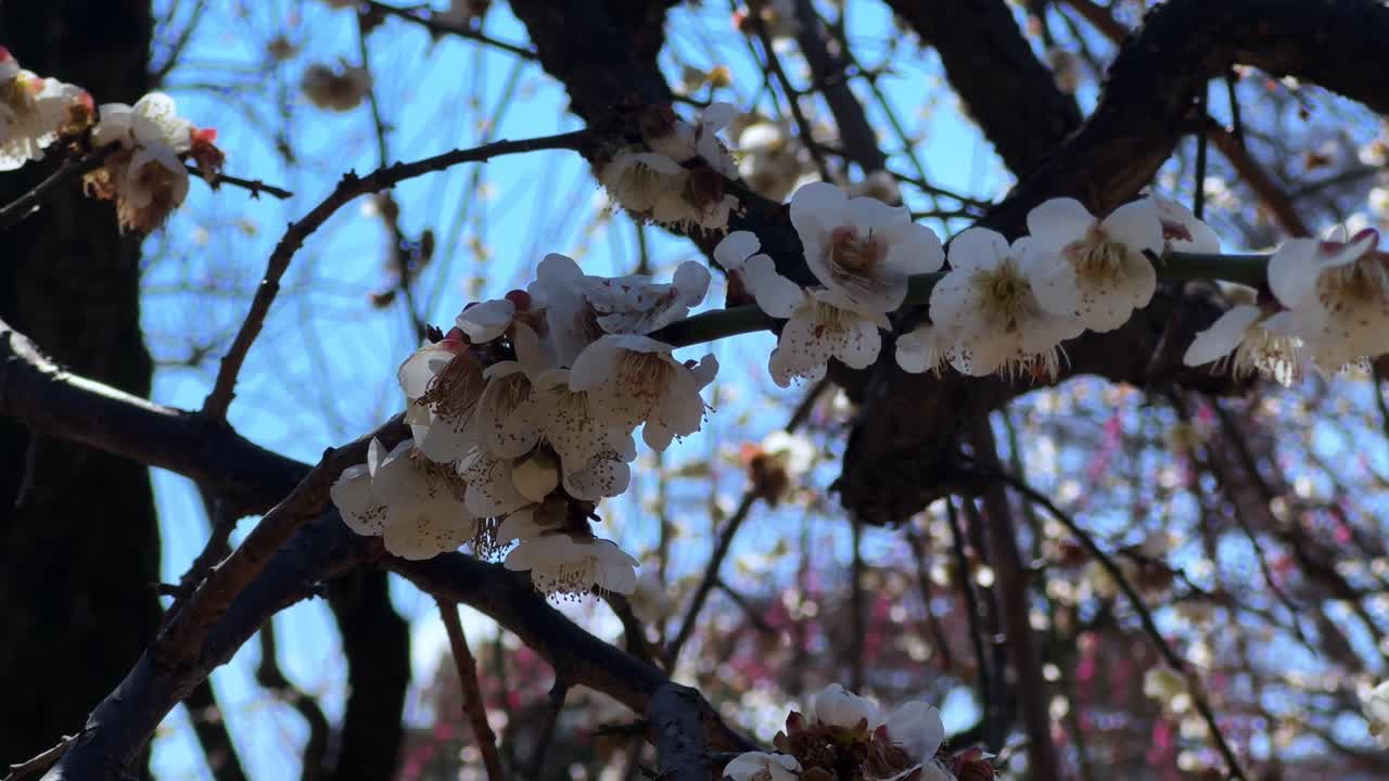 Blossoming white flowers on a tree against a blue sky in Tokyo during springtime