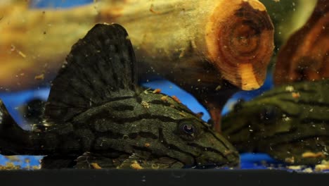 Extreme-Close-Up-Of-Black-Striped-on-gray-body-Suckermouth-Catfish-Broken-Line-Royal-Pleco-Sucking-Onto-The-Bottom-Of-A-Glass-Aquarium