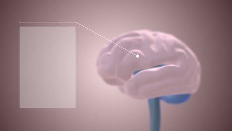4k video of digital human brain on grey background.