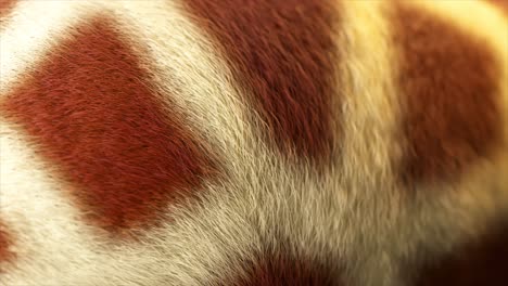 close-up of giraffe fur texture