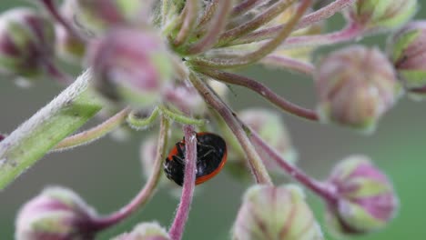 Un-Video-Macro-De-La-Parte-Inferior-De-Una-Mariquita-Mientras-Se-Arrastra-Sobre-Una-Planta-De-Algodoncillo-En-Un-Prado-En-Un-Día-Soleado