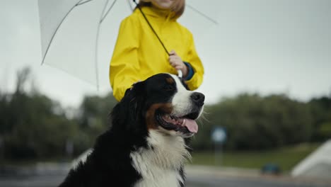 Close-up-shot-of-a-teenage-girl-in-a-yellow-jacket-stroking-the-head-of-her-large-purebred-black-and-white-dog-and-holding-an-umbrella-after-the-rain-in-the-park