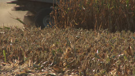 a combine harvests in the field of corn