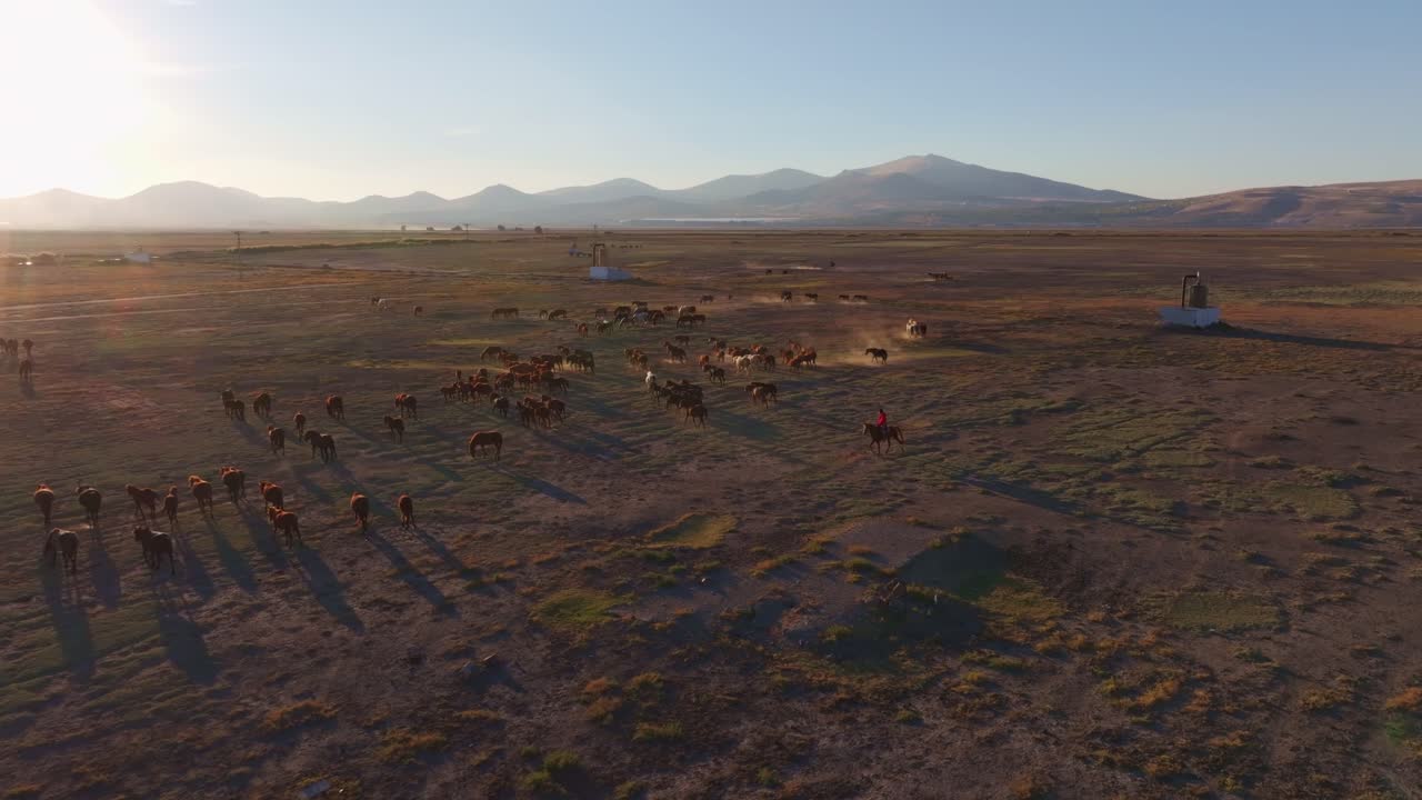 Kayseri, Turchia, incanta con cavalli selvaggi al pascolo al tramonto.