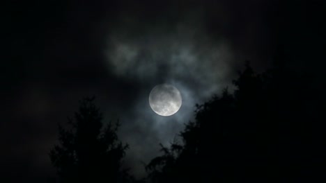 the full moon rising over silhouetted trees during a powerful windstorm