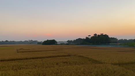 establisher pan showing vast rice paddy farmland in winter, bangladesh