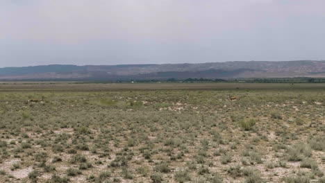 Two-goitered-gazelle-antelopes-in-arid-steppe-plain-in-Vashlovani