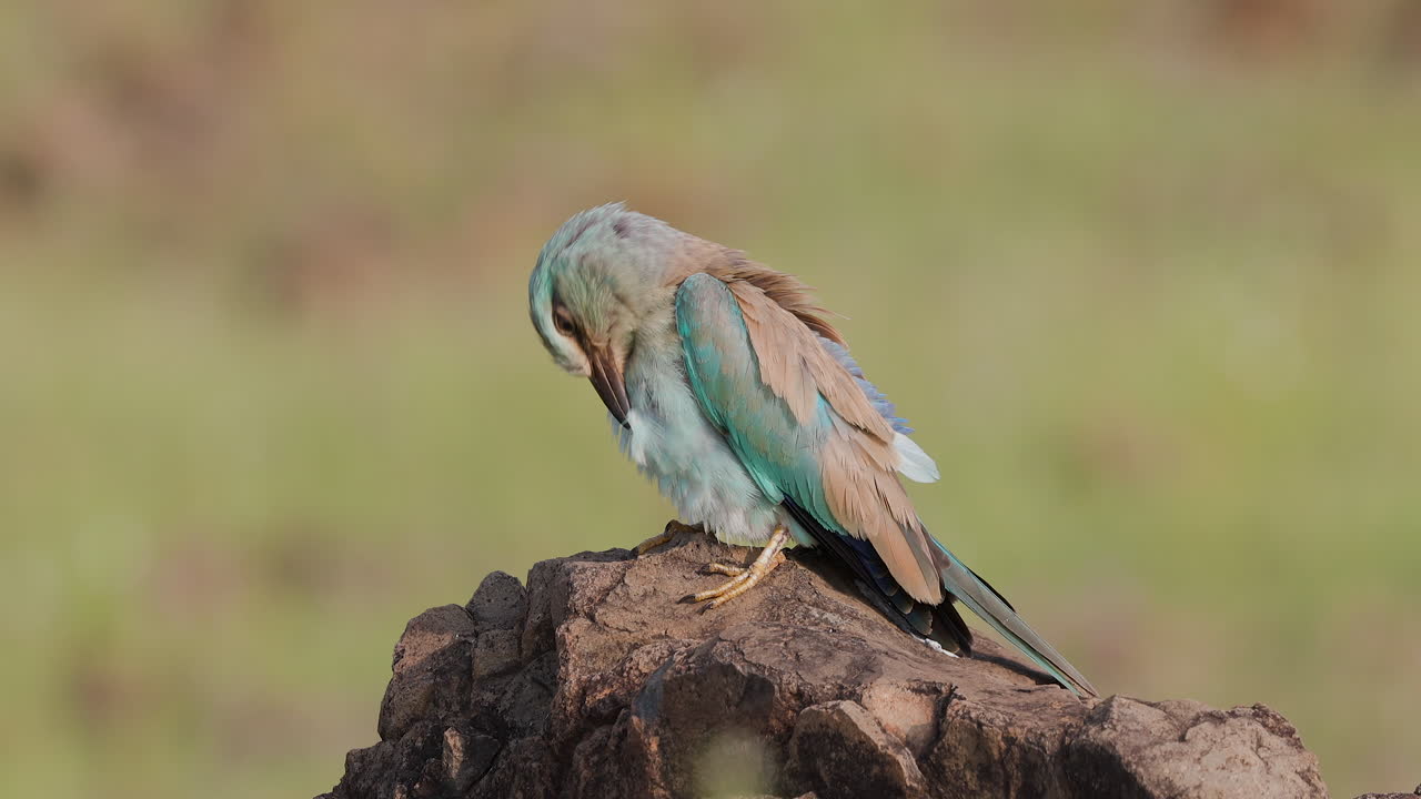 아름다운 유럽식 롤러가 이른 아침 바위에 몸을 담그고 있습니다.
