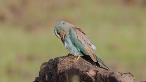 hermoso rodillo europeo se sienta acicalándose en una roca temprano en la mañana