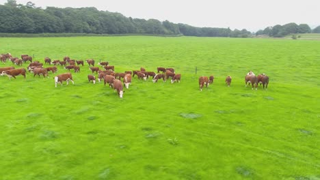 drone footage flying over and around a herd of brown cows in a farmer's field in lancashire, uk