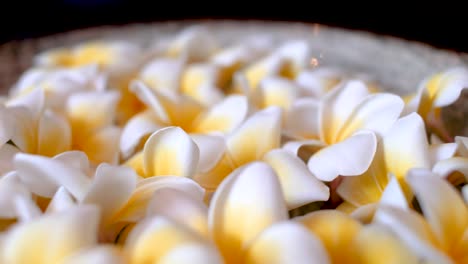 Detalle-De-Flores-De-Masaje-Frangipani-En-Un-Recipiente.