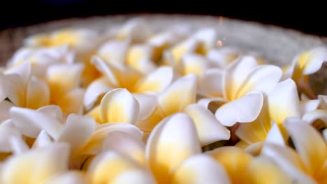 detalle de las flores de masaje de frangipani en un cuenco