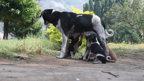 a dog breastfeeding its puppies in a park during day time