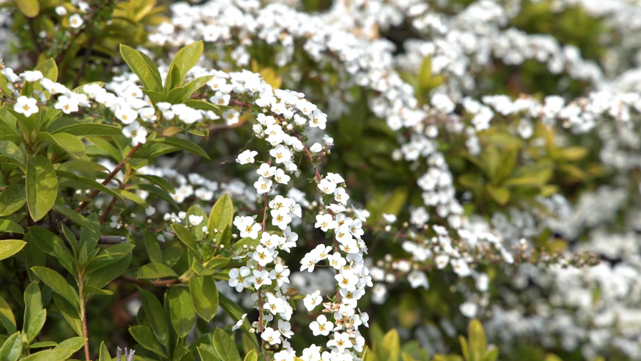 Primo piano di fiori di spirea bianca che sbocciano su un cespuglio