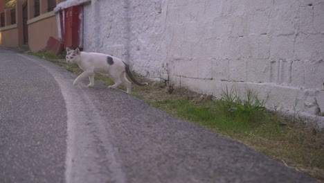Un-Gato-Blanco-Caminando-Por-Un-Pueblo-Temprano-En-La-Mañana-En-Grecia