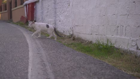 a white cat in walking around a village an early morning in greece
