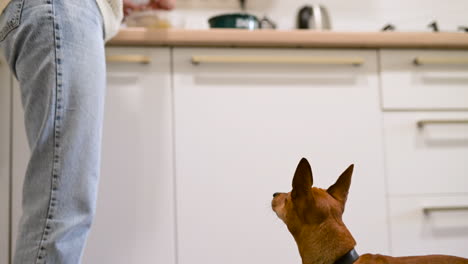 vista inferior de una mujer dando un regalo a su perro