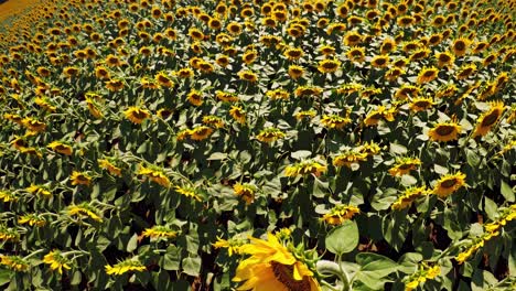 sunflowers field