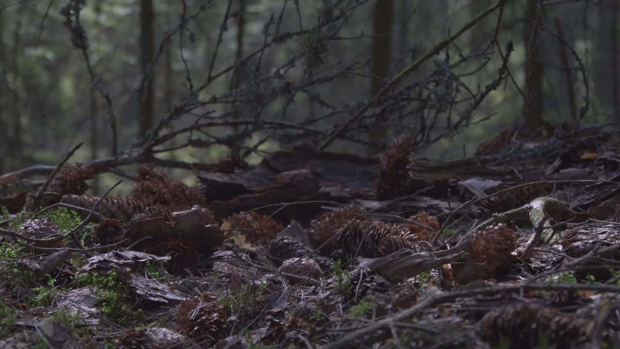 Fallen Pinecones On the Ground Of The Coniferous Forest. Video Dolly Track Right