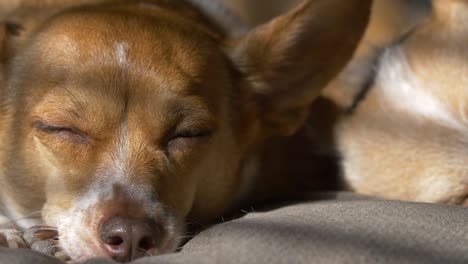 sleeping dog in the sun light