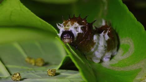 Una-Oruga-Come-Una-Hoja-De-Limonero-En-Australia