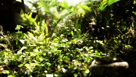 close-up of lush green foliage in a tropical jungle