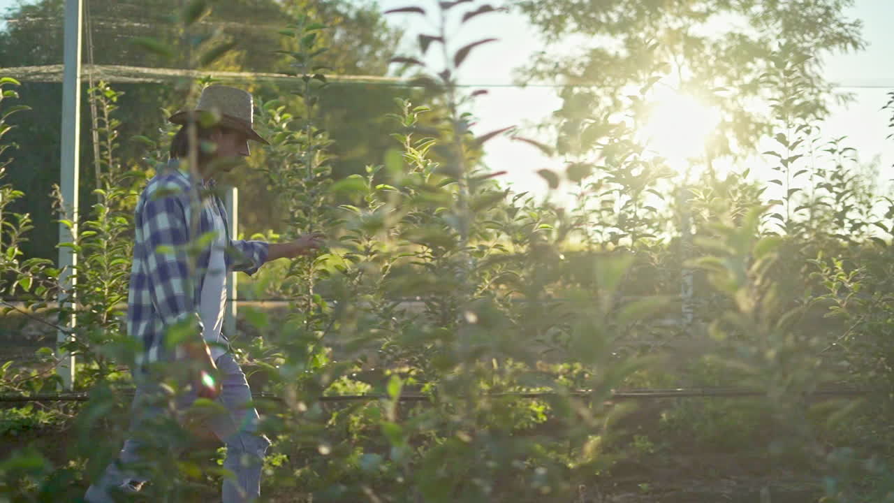 Farmer Inspecting Young Trees in a Sunny Orchard
