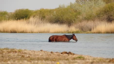 Filmische-Schönheit-Der-Frei-Herumlaufenden-Pferde-Beim-Gehen,-Laufen-Und-Trinken-Am-Fluss-Entlang,-Beim-Schwimmen