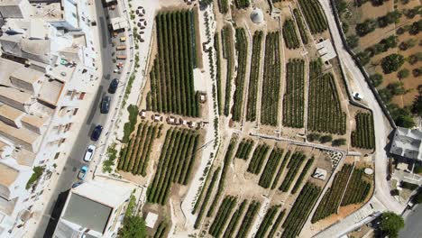 Aerial-top-view-over-Locorotondo-village-houses-and-terrace-vineyard,-traditional-italian-hilltop-town,-on-a-sunny-day