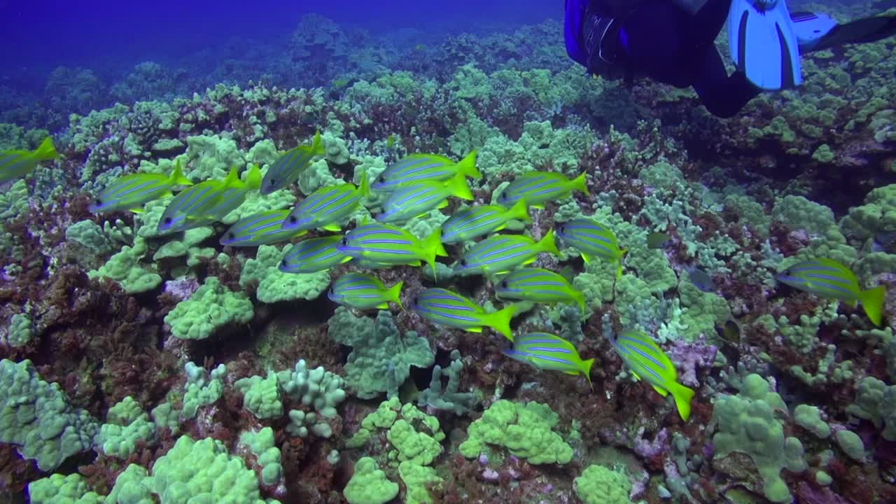 노란색 줄무 어리 무리 를 가진 스쿠버 다이버