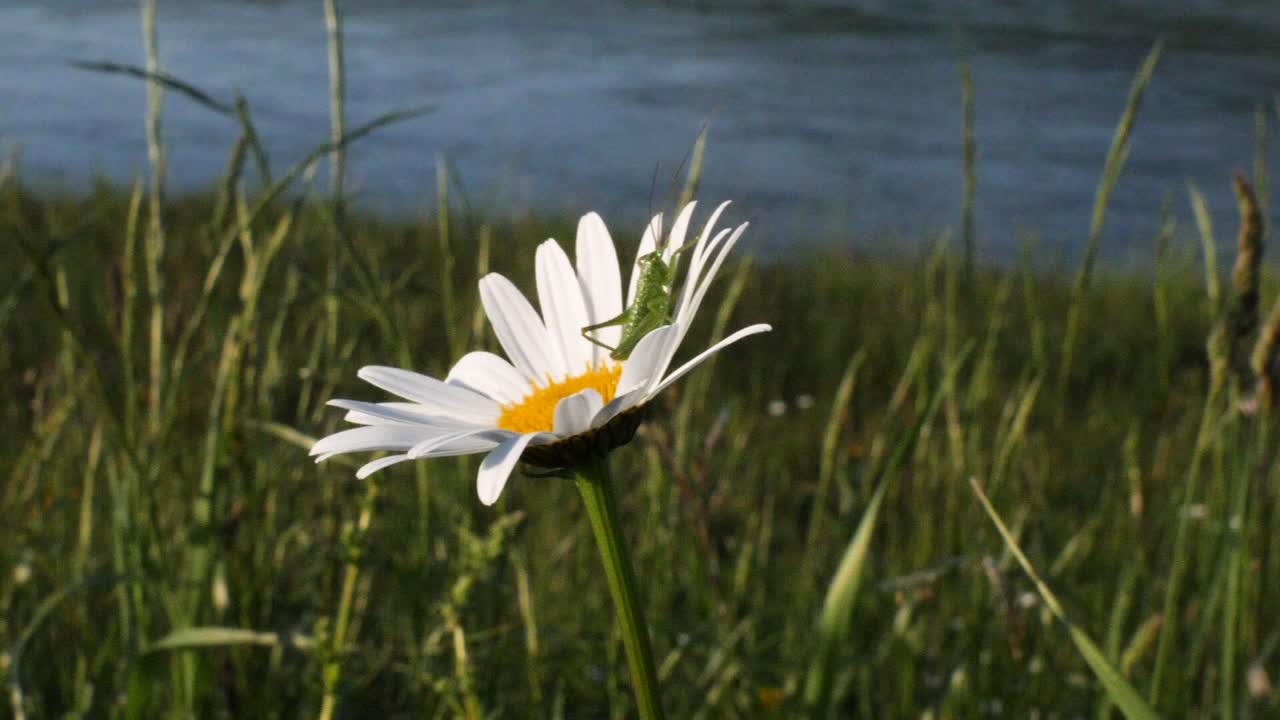 Nahaufnahme einer grünen Heuschrecke, die auf einer gelb-weißen Gänseblümchenblüte sitzt und sich in Zeitlupe vor einem Fluss im Wind wiegt