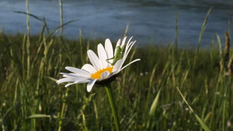 close up shot of a green grasshopper sitting on a yellow white daisy flower and blowing in the wind in front of a river in slow motion