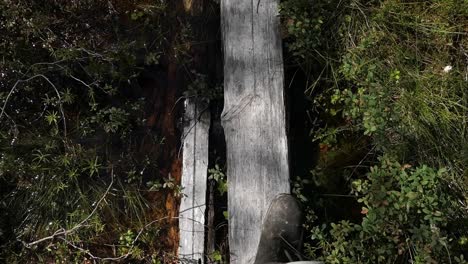 walking on duckboards with rain boots in swamp wetlands forest trail, top view