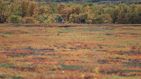 Reindeer-mother-and-her-calf-trot-through-the-autumn-tundra