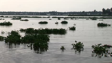 Jacinto-De-Agua-Flotando-En-Un-Vasto-Río-En-Nigeria