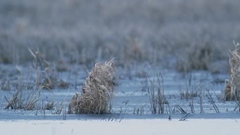 dry grass clump in frozen frosty meadow moving in wind