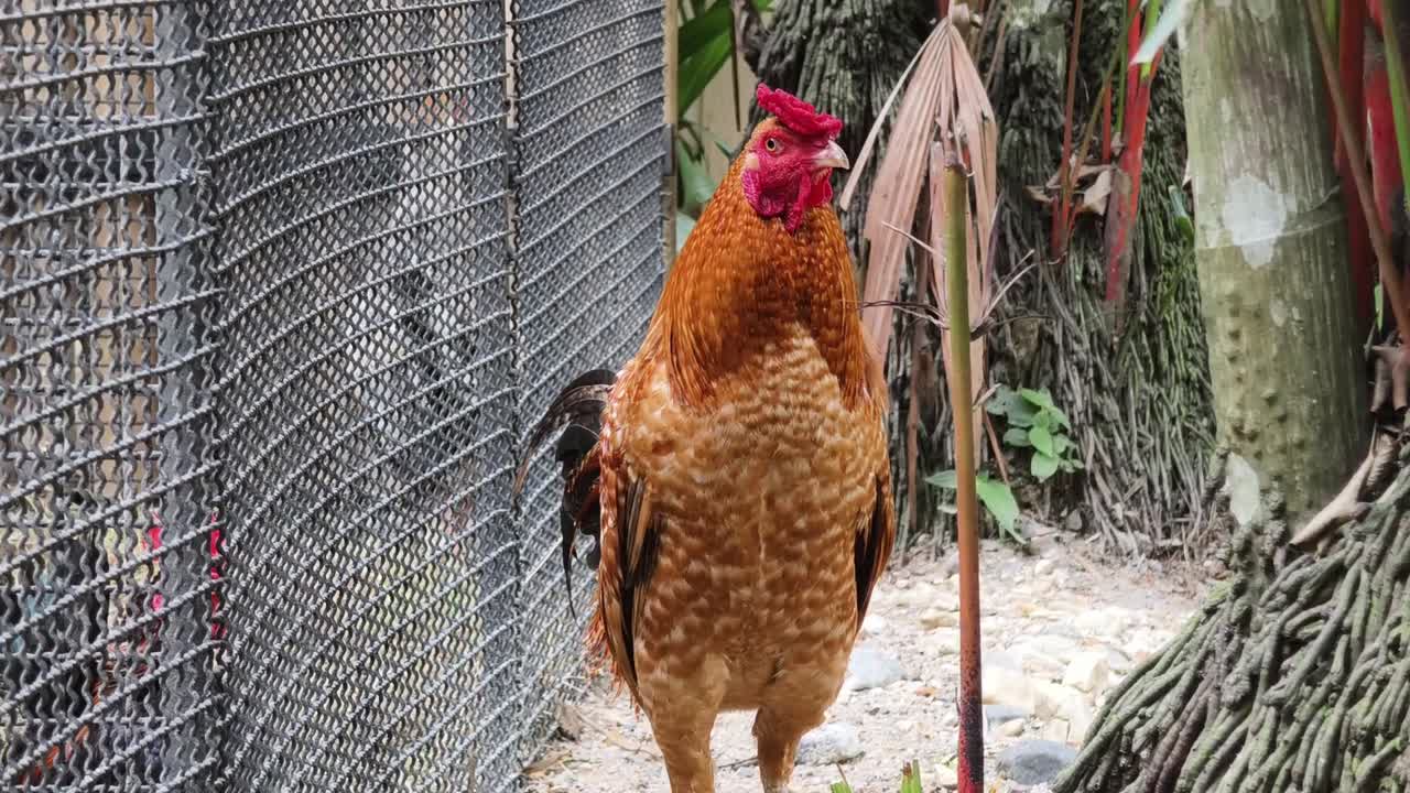 gallo en una jaula