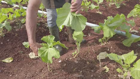 un día soleado en una gran granja urbana con muchas variedades vegetales durante el invierno en suelo brasileño