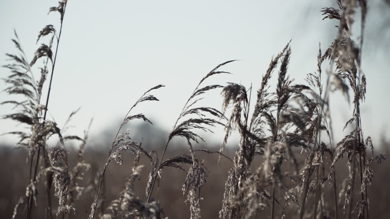 caña se mueve en el viento toma de mano