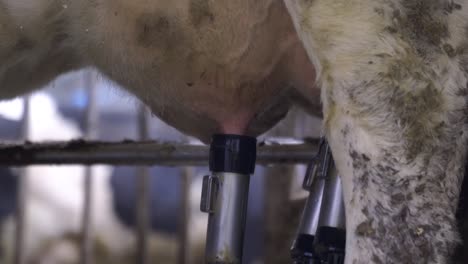 un primer plano del robot de ordeño escaneando con láser la posición de la ubre de la vaca y el ordeño de la leche