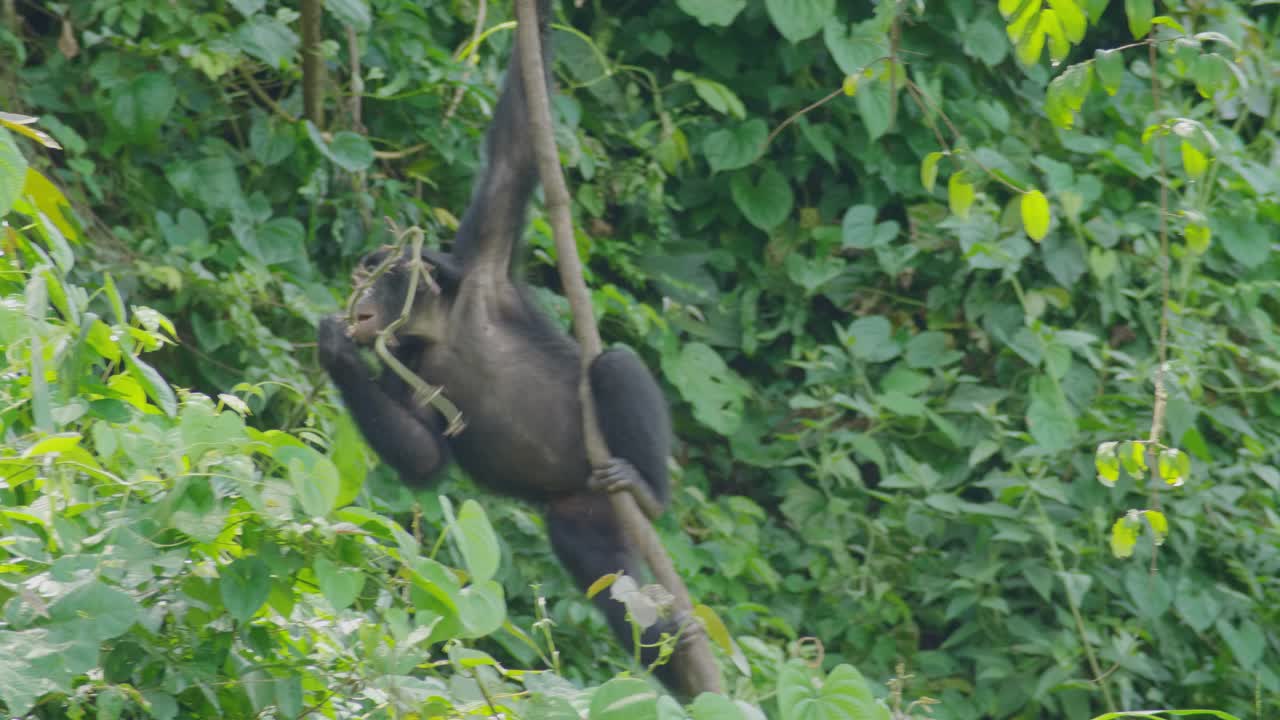 Bonobo che si arrampica su un albero in una fitta foresta nella Repubblica Democratica del Congo