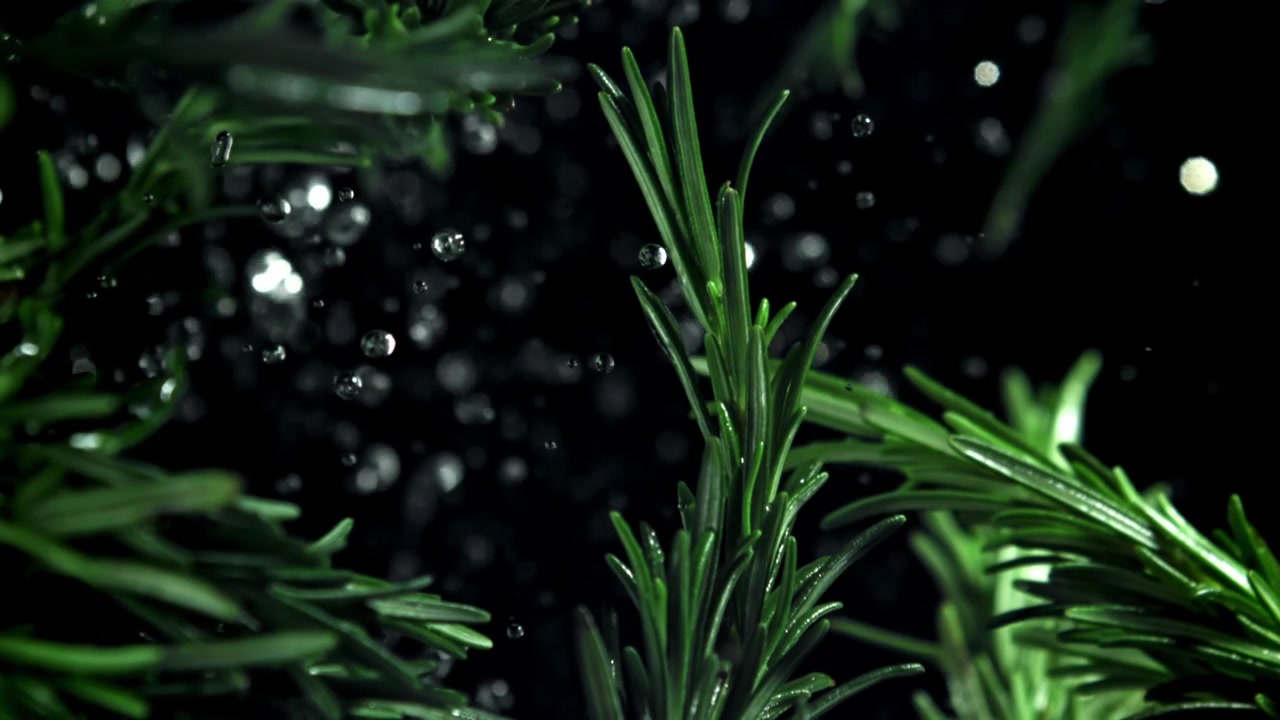Slow Motion Water Drops Falling on Fresh Rosemary Sprigs
