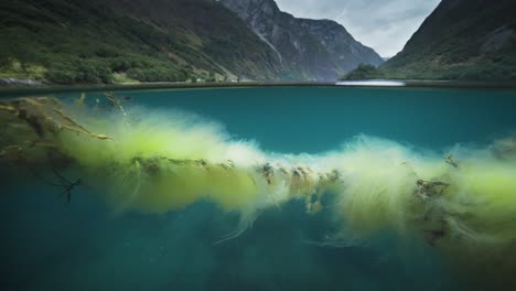 slimy hairy weeds cover the rope and float in the water